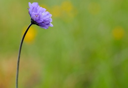 purple wildflowers